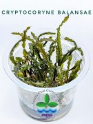 Cryptocoryne Balansae TC CUP